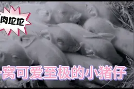 这么可爱的小猪仔，真想摸一下视频封面