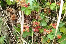 诱人的野草莓🍓，满山遍野，俗称山啪啪。