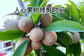 人心果树修剪时间，不要超过这个时间段，才会多挂果