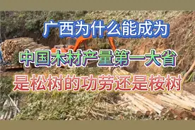 中国十大木材产量排名，第一居然是广西！后九名都不是广西的对手视频封面