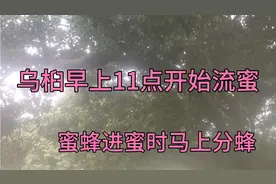 乌桕早上11点开始流蜜，蜜蜂进蜜时马上分蜂视频封面