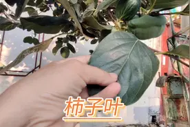 柿子叶原来有“黄金叶”的美称，可制作成柿子叶茶，还有药用价值视频封面