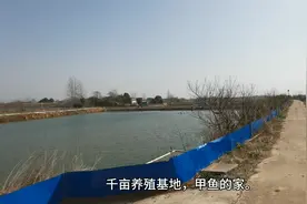 甲鱼，学名叫瞥，也叫团鱼、脚鱼。好东西呢，产业化了。视频封面
