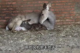 产房传喜讯！我家梅花鹿下鹿宝宝了！