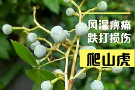 爬山虎风湿痹痛跌打损伤太厉害了视频封面