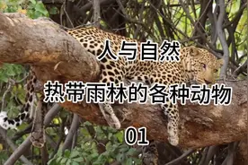 人与自然，来看看热带雨林里🌲都有哪些动物吧视频封面