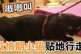 发情期的小猫走路都贴着地，在屋子里嗷嗷的叫个不停，咋整啊视频封面