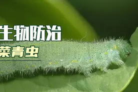 小白菜招虫子怎么办？不用急着喷药，用生物防治就能消灭它！视频封面