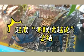 乌龟冬眠的纯干货结论来啦，起底乌龟冬眠优越论总结篇，养龟科普