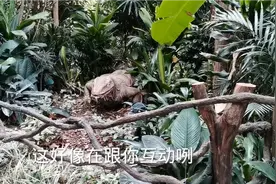 实拍广州长隆野生动物世界（下）网订门票255元一张视频封面