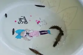 广西水蜈蚣，也叫沙虫，不知大家有没有见过，样子丑陋，但好吃。视频封面