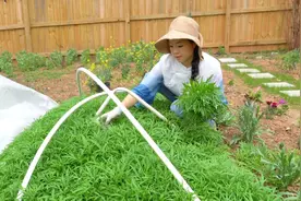 今年种的芦蒿种的特别成功，吃的是满满的回忆视频封面