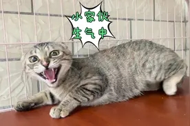 收养的流浪狸花猫发脾气哈我凶我，我提议它去外面流浪，它就怂了视频封面