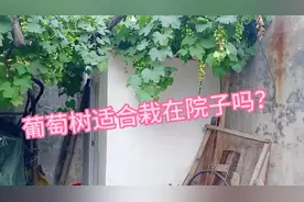聊聊院子里面葡萄树，风水影响