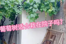 聊聊院子里面葡萄树，风水影响视频封面