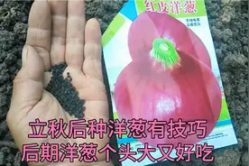 立秋后种洋葱，一个小技巧出芽率高长势快，后期洋葱不生病产量高视频封面