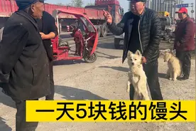 多么听话的一只小土狗，被主人就这样抛弃，最后结局表情太无助视频封面