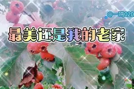 一首“最美还是我的老家”，让我想起了家乡的红山楂@一鸣0202