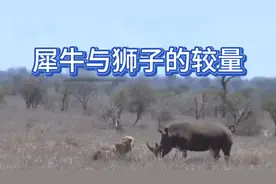 犀牛与狮子实力悬殊的较量视频封面