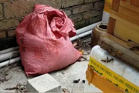 不用满山找马蜂窝也能喝上马蜂泡酒，一根木棍搞定！视频封面