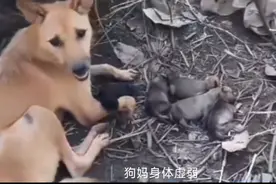 狗妈刚生完，一脸忧愁无助看着小奶狗，向旁边的人发出求助的目光视频封面
