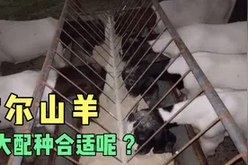 您知道波尔山羊啥时候配种合适吗？6个月、10个月，1年？哪个对呢视频封面