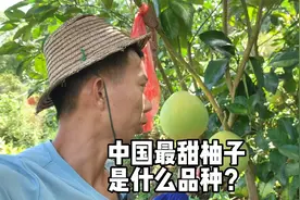 中国最甜的柚子是什么品种？广西容县7种常见的柚子，你吃过吗？视频封面