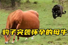 老虎与豹子狩猎时刻谁更胜一筹呢！虎熊大战一触即发视频封面