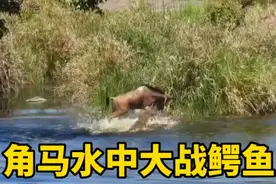 鳄鱼捕杀角马，暴躁的角马水中疯狂反击鳄鱼，可结局万万没想到视频封面