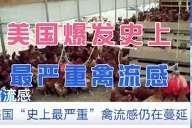 美国爆发史上最严重禽流感，已经蔓延到欧洲、日本、韩国视频封面