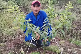 李子苗拉枝，选好时间，省力省工又轻松。