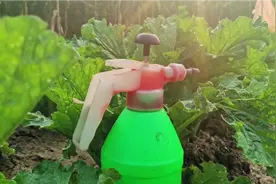 大白菜用喷醋的好处很多，一起了解下