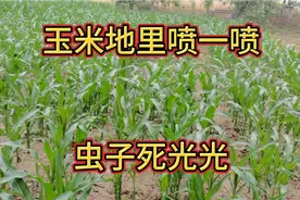玉米生虫不用着急，只需用它喷一喷，杀虫防病还能增产