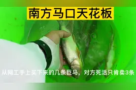 拯救巨型马口鱼！南方马口的天花板！活了几十年我第一次见这么大视频封面