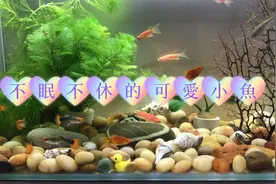 一天到晚不停地游来游去，小鱼儿是不需要睡觉休息的吗？视频封面