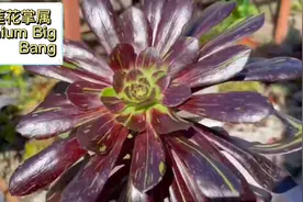 莲花掌属多肉，Big Bang法师，谁知道中文名？法师砍头繁殖记录