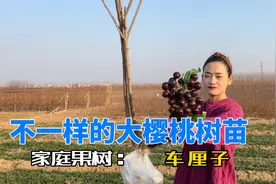 矮化大樱桃，盆栽地栽都可以，当年就可以结果子，喜欢就来一棵视频封面