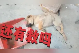 狗被打得“奄奄一息”除了听天由命，还有其他办法？