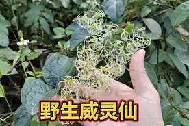 农村马路边的野生威灵仙，药用价值非常高，很多人还不知道视频封面