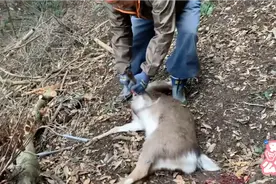小日本狩猎野猪，用斧头猛击野猪头部，野猪被直接砸死，太缺德了视频封面
