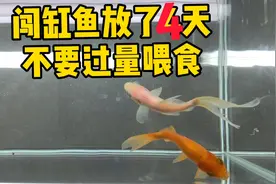 新开的鱼缸水发白是正常现象，不要过量喂食，多放硝化细菌少换水视频封面