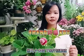 砍头后芙蓉花分支长太多，掰下几枝来扦插，又多了几株新苗视频封面
