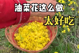 还有人不知道油菜花可以吃？注意只有这种才能吃！不要摘错了视频封面