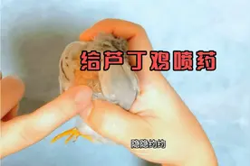 天气凉了，正常禿背掉毛的小鸡都已羽毛丰满，螨虫困扰的小鸡喷药