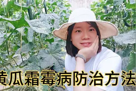 黄瓜霜霉病防治的好方法，不用农药，用这个小配方，效果非常好视频封面