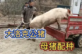 养了半年的后备母猪开始配种了，农村老办法交配，能顺利成功吗？视频封面