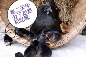 小鸡出生第二天，学习走路和吃食，开始慢慢探索这个新奇的世界