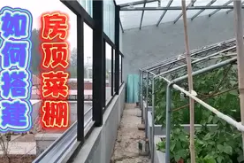 坡姐分享房顶菜棚怎么搭建的？实现了她多年房顶种菜的梦想