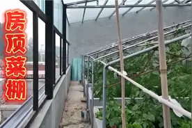 坡姐分享房顶菜棚怎么搭建的？实现了她多年房顶种菜的梦想视频封面