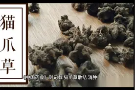 神奇中药之猫爪草视频封面